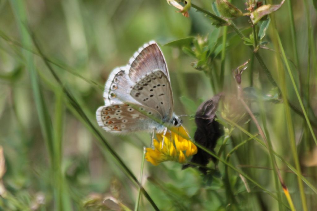 Poliommatus coridon? S�